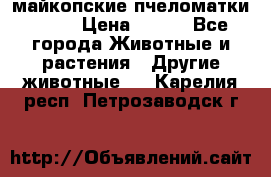  майкопские пчеломатки F-1  › Цена ­ 800 - Все города Животные и растения » Другие животные   . Карелия респ.,Петрозаводск г.